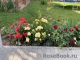 Golden Border Golden Border