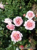 Abraham Darby Abraham Darby