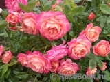 Briosa ® Briosa ®
