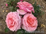 Poesie Poesie