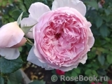 The Wedgwood Rose The Wedgwood Rose