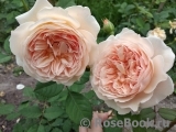 Crown Princess Margareta® Crown Princess Margareta®