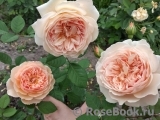Crown Princess Margareta® Crown Princess Margareta®