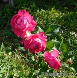 Grande Dame Grande Dame