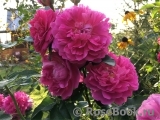 Princess Anne Princess Anne