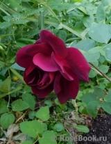 Scarman's Velvet China Scarman's Velvet China