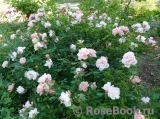 Albertine Albertine