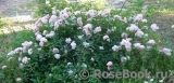 Albertine Albertine