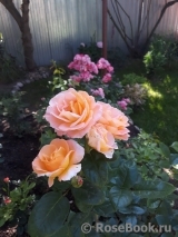 Rosemary Harkness Rosemary Harkness