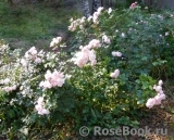 Hans Gonewein Rose Hans Gonewein Rose
