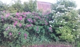 Rosa rugosa rubra Rosa rugosa rubra