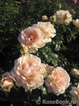 Chandos Beauty Chandos Beauty