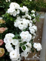 Aspirin Rose Aspirin Rose