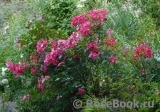 Candia Meillandecor Candia Meillandecor