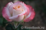 Belle Perle Belle Perle