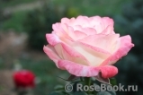 Belle Perle Belle Perle