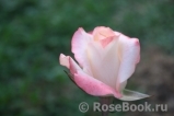 Belle Perle Belle Perle