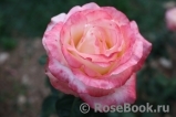 Belle Perle Belle Perle