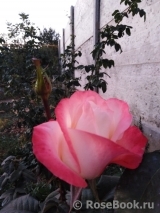 Belle Perle Belle Perle