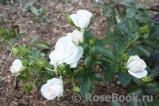 Aspirin Rose Aspirin Rose