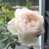 Desdemona Desdemona