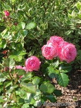 Kolner Flora Kolner Flora