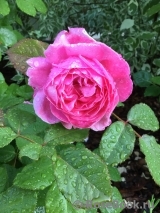Kolner Flora Kolner Flora