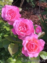 Kolner Flora Kolner Flora