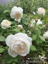 Desdemona Desdemona