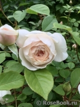 Desdemona Desdemona