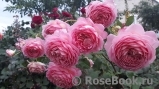 Jubilee Celebration® Jubilee Celebration®