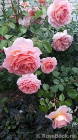 Abraham Darby Abraham Darby
