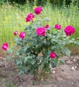 Johann Wolfgang von Goethe Rose® Johann Wolfgang von Goethe Rose®