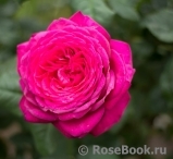 Johann Wolfgang von Goethe Rose® Johann Wolfgang von Goethe Rose®