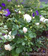 Aspirin Rose Aspirin Rose