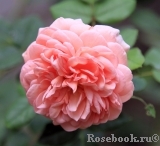 Abraham Darby Abraham Darby