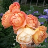 Lady of Shalott Lady of Shalott