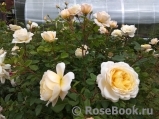 Crocus Rose® Crocus Rose®