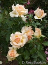 Chandos Beauty Chandos Beauty