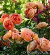 Lady of Shalott Lady of Shalott