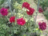 Crimson Glory Cl. Crimson Glory Cl.