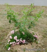 Apple Blossom Apple Blossom