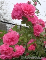 Rosarium Uetersen Rosarium Uetersen