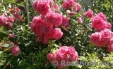 Rosarium Uetersen Rosarium Uetersen