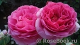 Princess Alexandra of Kent Princess Alexandra of Kent
