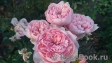 The Alnwick Rose The Alnwick Rose