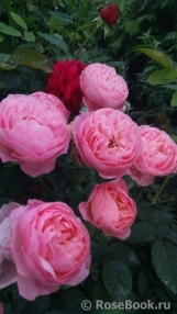 The Alnwick Rose The Alnwick Rose