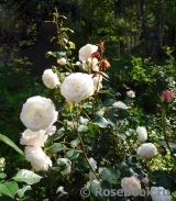 Desdemona Desdemona