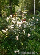 Desdemona Desdemona