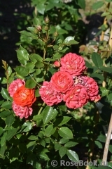 Starlet®-Rose Carmen® Starlet®-Rose Carmen®